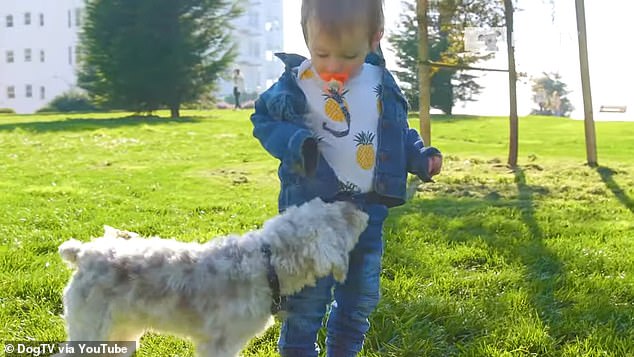 The pandemic caused a huge increase in the number of households getting pets, but now many of those households have returned to work and their pups are staying home for much of the day