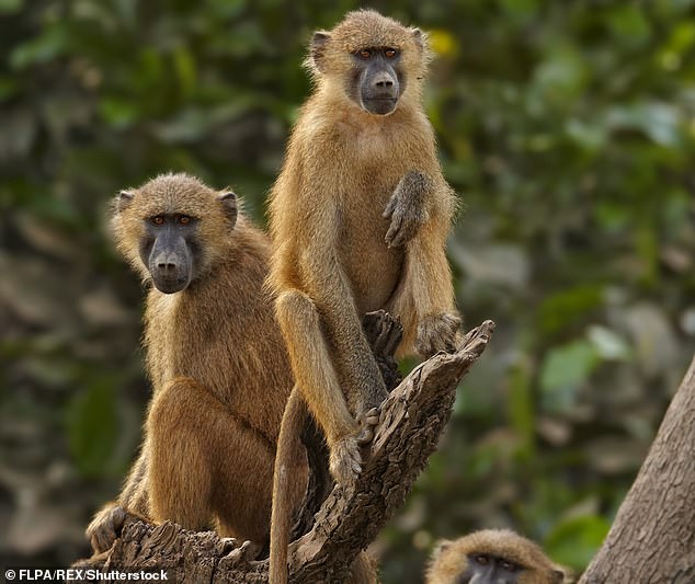 Scientists have discovered that viruses found in the feces of endangered animals, including Guinea baboons (pictured), could kill bacteria found in diabetic foot ulcers.