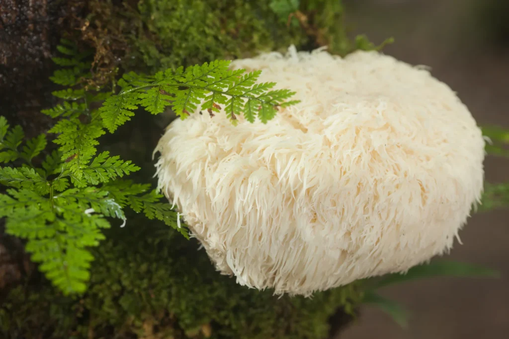 Power of Lions Mane Mushroom Supplements