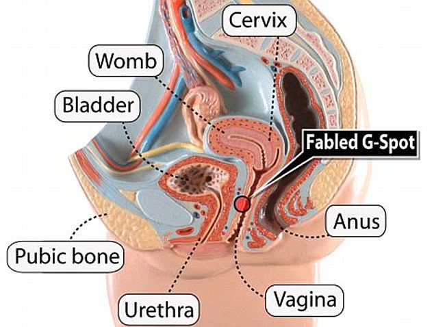 The G-spot is said to be a few inches into the upper walls of the vagina