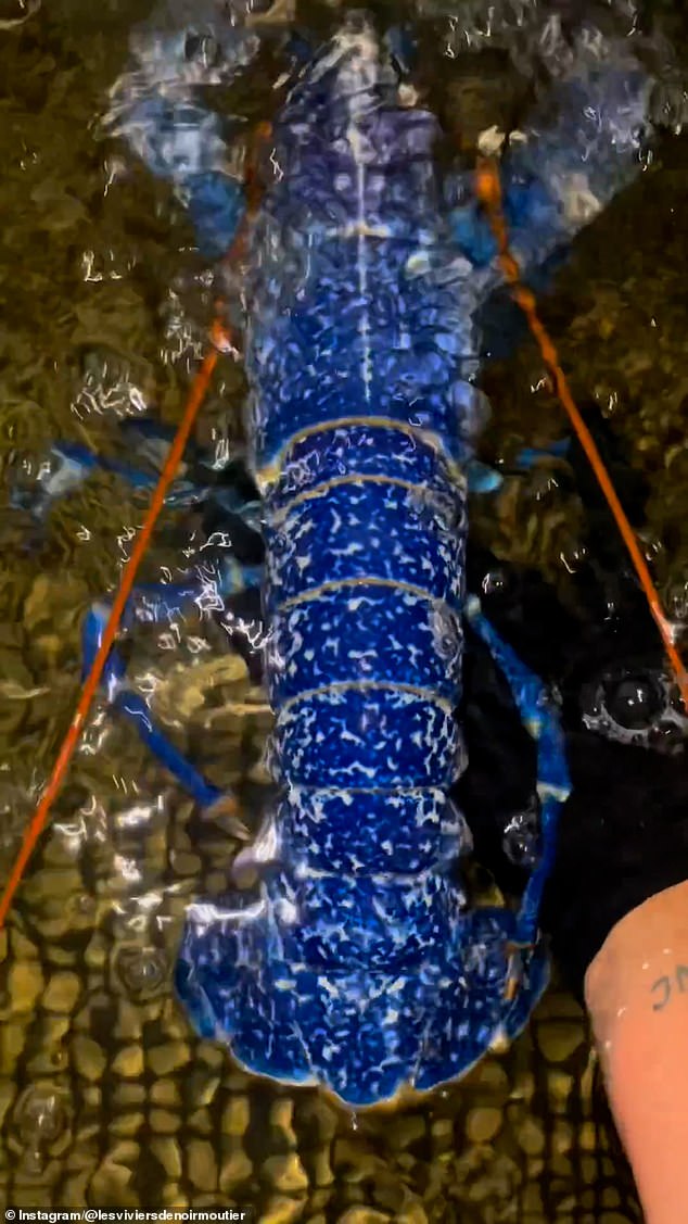 Fishmongers at Les Viviers de Noirmoutier, a fish shop in France, were shocked when they came across the unusual crustacean while fishing off the coast of Île d'Yeu, a small commune on the west coast of France.