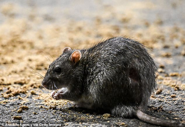 This horrific rat encounter comes after Dailymail.com reported that New York City is now so overrun with rats (like the one pictured above in the city in August) that tour guides are offering tours to see the worst rodent-infested areas