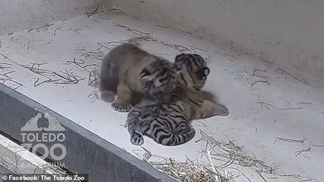 An Ohio zoo is celebrating after two endangered Siberian tiger cubs were born last summer