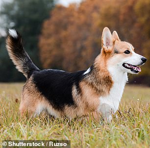 The number of Welsh Corgis has increased in recent years, with 201 animals registered in 2022