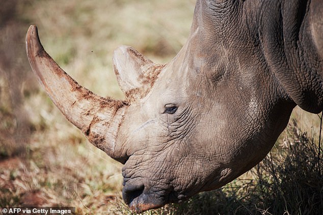 A rhino killed a zookeeper and seriously injured her colleague, police said (file image)