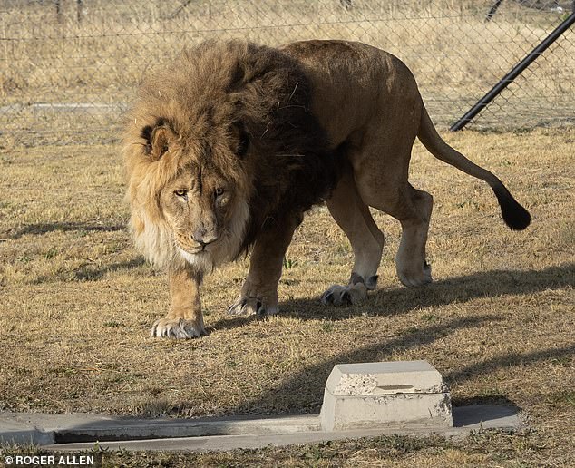 SOUTH AFRICA: New pride as Ruben walks on grass for the first time