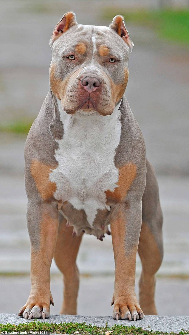 First, it's not practical: does the government plan to round up and euthanize all XL bullies, even the innocent ones?  Second, if you ban one breed, another will take its place.  These are status dogs, bought by owners who can't handle them or worse, treat them poorly (stock image of an XL bully)