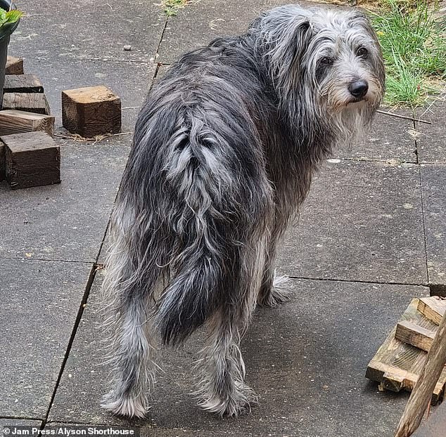 Alyson Shorthouse, from Wolverhampton, was shocked to discover an image of her mother's Irish Wolfhound sitting on its own tail