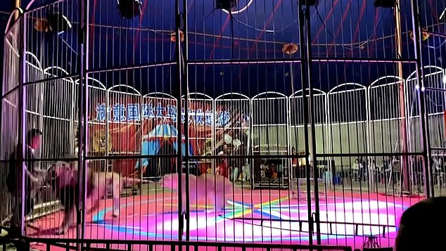 Shocking footage shows the dangerous confrontation between two lions and their tamer on a caged circus stage in Dongning City, northern China, during a performance last week