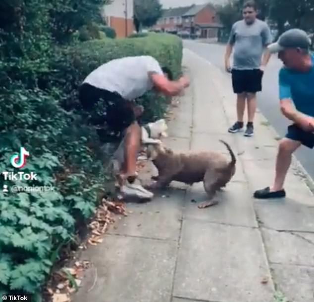 This is the horrific moment a small dog is grabbed by the neck during a savage attack by an XL Bully