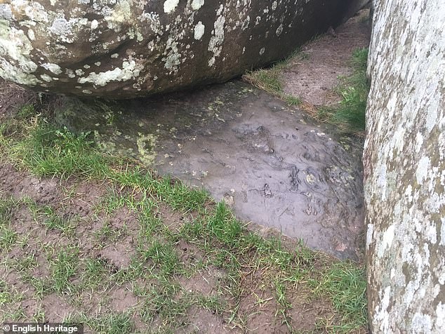 Made from a geologically younger, mica-rich sandstone, the Altar Stone, or 'Stone 80', is a flat-lying, 2 meter wide block believed to weigh around six tonnes and currently partially hidden beneath two fallen sarsen.  stones, depicted