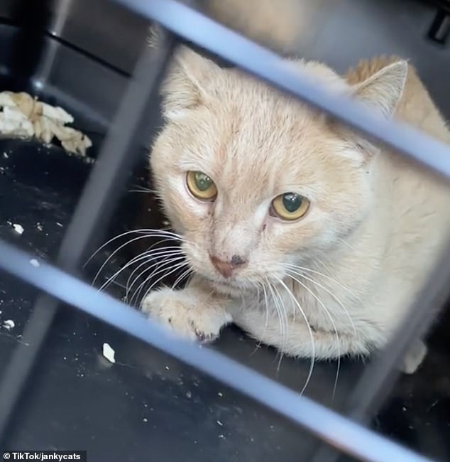 The feline named Shambles (pictured) was found on the side of the road after Haley spotted him in the trash.  She thinks he probably would have only lasted a few more days if she hadn't discovered him