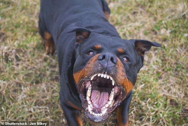 A woman has been rushed to hospital after a life-threatening abuse by her two Rottweilers, one of which had to be shot