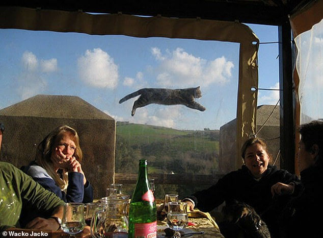 The great escape!  What are the chances that a photo will capture the beautiful moment when a cat jumps into the air mid-conversation?