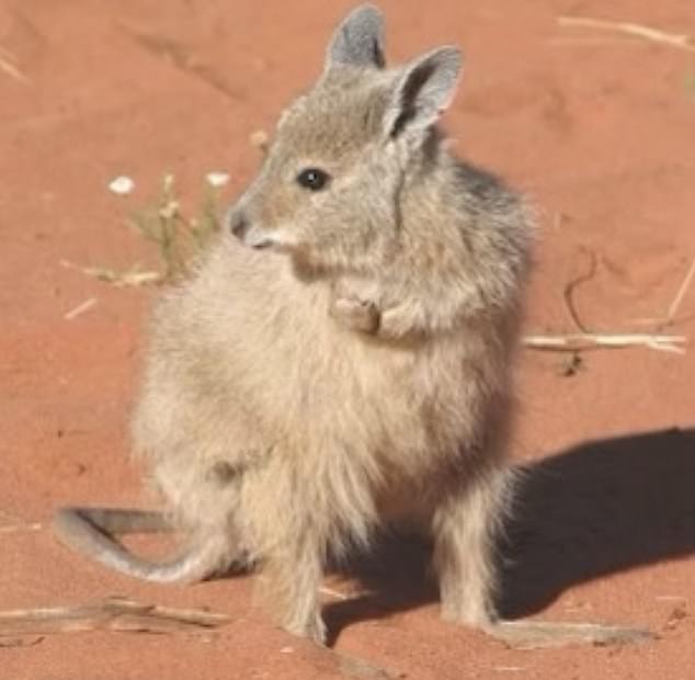 There she met the mala: a small wallaby that is on the verge of extinction.  The entire population of these super cute marsupials, which are only 30 cm high and weigh no more than two kilos, was wiped out by cats in the 1990s