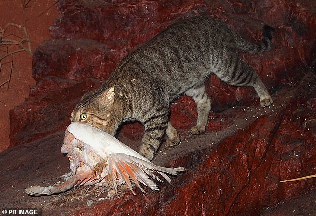 Tanya Plibersek watched cats stalking wildlife first hand on a trip