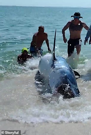 The Mako shark flopped around as the four beachgoers tried to help refloat it