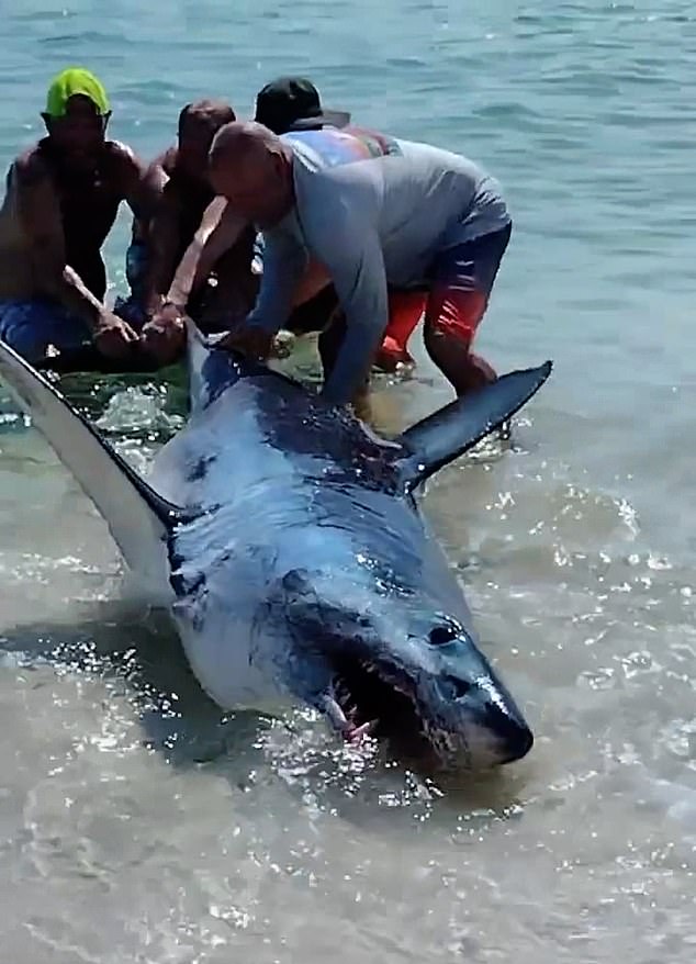 Four brave rescuers decided to pull the shark into the water by its tail after spotting the stranded animal on the shoreline of Pensacola Beach.