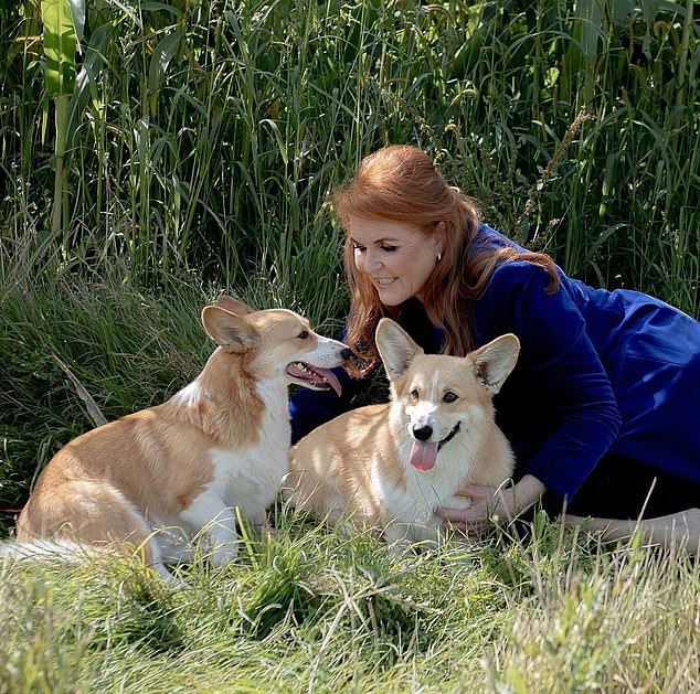 Corgis Muick and Sandy were left in the care of Sarah Ferguson after the Queen's death, Prince Andrew's former wife said today: 'She has entrusted me with the care of her corgis Sandy and Muick and I am pleased to say that they are doing well