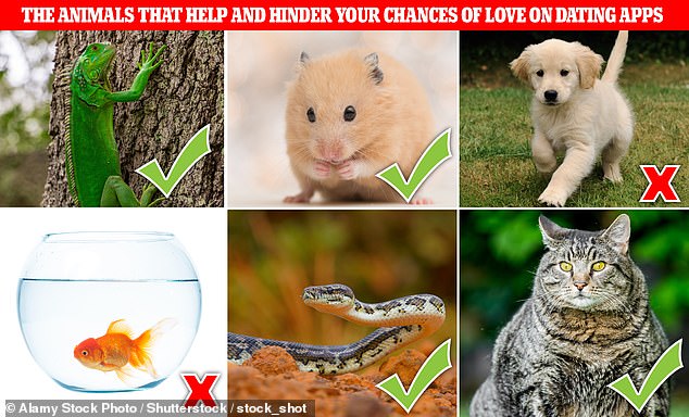 The animals that boost your chances of love on dating