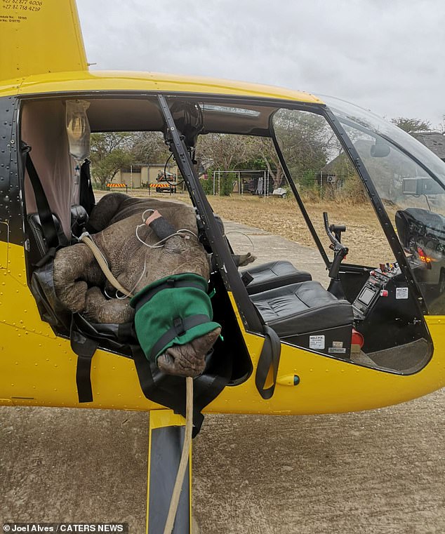 A rhino in the back of a helicopter.  Joel works with all kinds of animals that live in the Kruger National Park