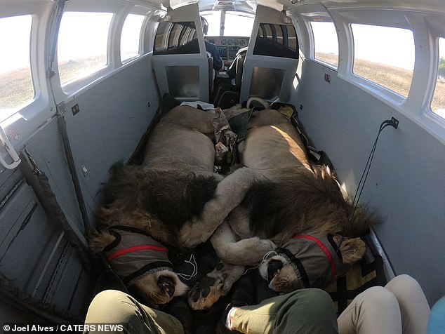 The sedated big cats appear to be sleeping soundly as they are flown for treatment