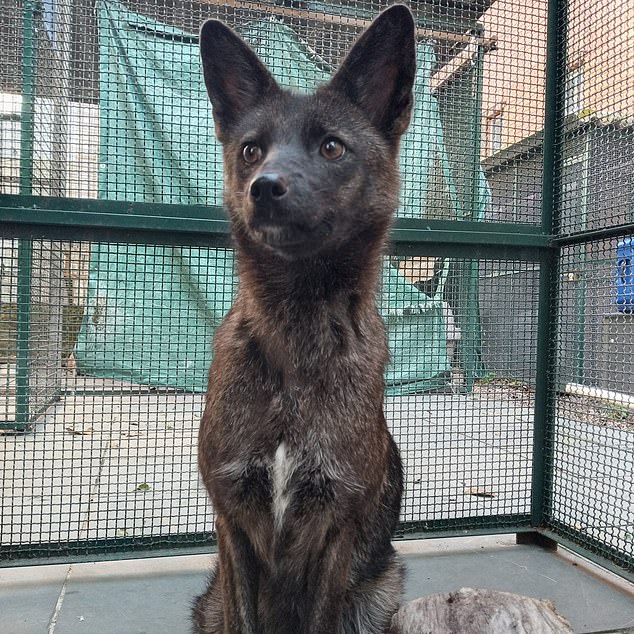 Scientists have determined that she has an unusual mix of dog and fox characteristics, with large pointed ears, thick, wiry fur and a long thin muzzle