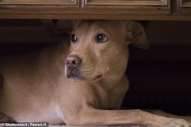 Brucella canis is a canine disease that mainly occurs in animals imported from Eastern Europe, but can also infect humans (stock image)