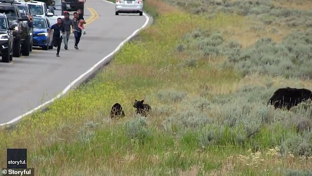 A shocking video of tourists sprinting towards a bear in Yellowstone park has gone viral and sparked reactions on social media