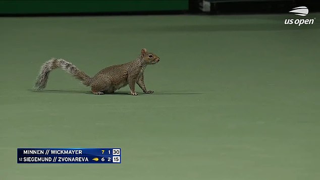 A squirrel interrupted Saturday night's US Open as it made its way into the middle of Court 5