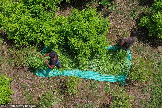 The United Nations Office on Drugs and Crime published its annual report on Monday, detailing a 24 percent increase in cocaine production in Colombia.  The study also found that the coca crop reached 568,000 hectares in 2022, up from 13 percent the year before.  Coca leaf collectors are pictured in a field in Nariño, Colombia on May 12