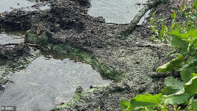 Experts have warned dog walkers to be wary of a toxic algae that resembles 'green mashed potatoes' and could be fatal if ingested