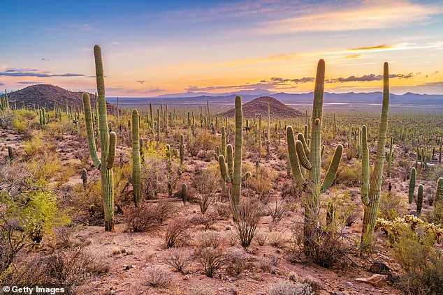 The furry animal was spotted shuffling in the handstand position on a night camera in Saguaro National Park (pictured) near Tucson, southern Arizona.