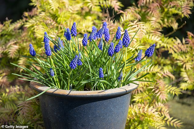 A study found that blue or white flowers, such as hyacinths or lilies, are considered the most relaxing colors of plants.