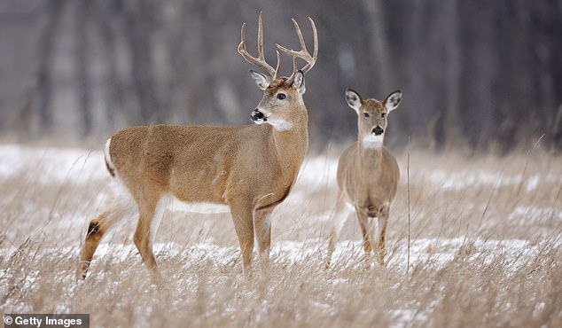 A three-year-old doe was found to have the disease after arriving at the 150-acre Washburn County farm