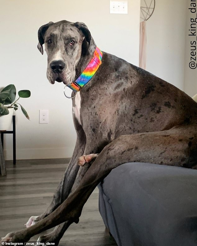 RIP Zeus: The cheerful Great Dane was just three when he was diagnosed with cancer and then pneumonia