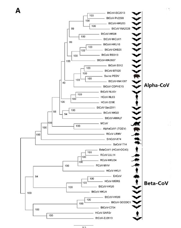 The chart above shows the 40 coronavirus species included in the study.  As many as 27 of them (68 percent) were in bats, the researchers said