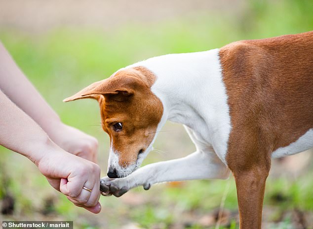 Their powerful noses are notorious for sniffing out delicacies.  But dogs are more likely to find food if they see it hidden by a person, rather than relying on smell alone, research suggests (stock image)