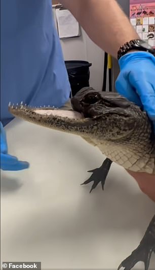 The alligator's tongue is completely exposed because the snout is torn off below its eyes