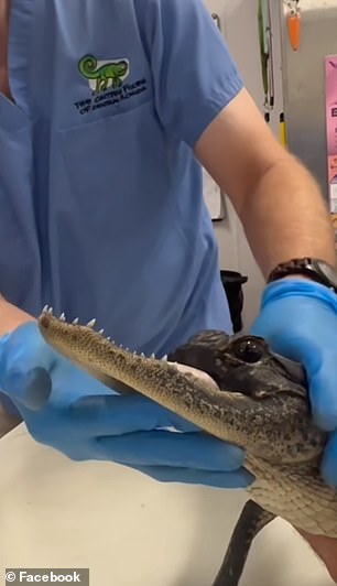 The alligator is now receiving care and attention in Gatorland