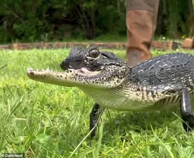 The young alligator is now finding her feet again in her new 'forever home' in Gatorland