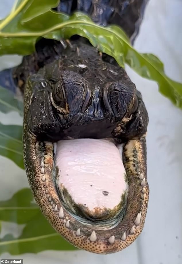 The cut on the alligator's jaw is clean, indicating that the deed was done with a snare