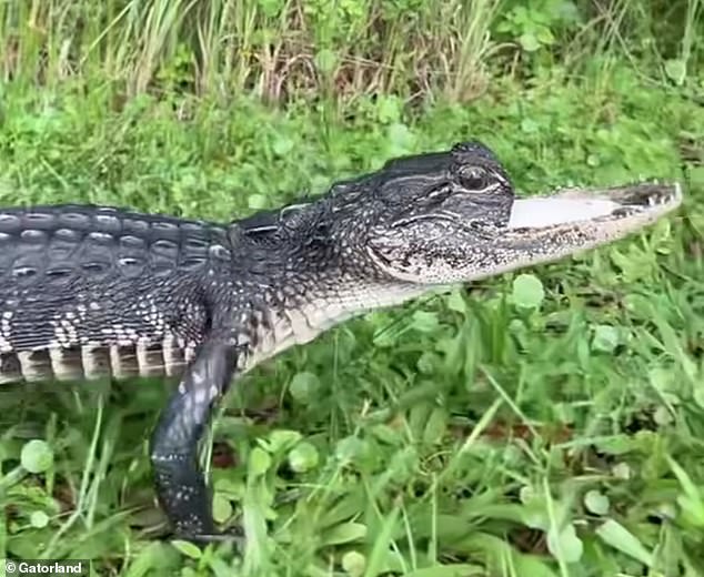 The alligator will remain in captivity but will be able to feed, which would likely have been impossible in the wild