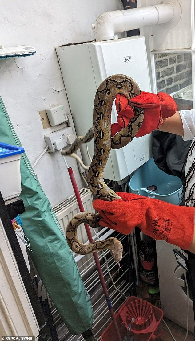 The shocked woman called the RSPCA who attended to remove the reptile which they believe had been abandoned and crawled into the house.