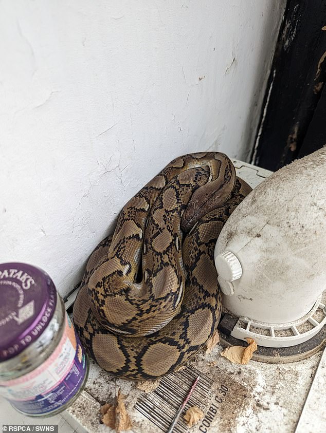 Many of the snakes that RSPCA officers are tasked with collecting are thought to be escaped pets