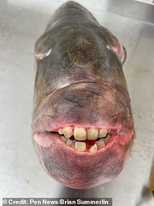 The sheepshead – a fish with eerily human-like gnashers – is notorious for stealing bait and being difficult to catch