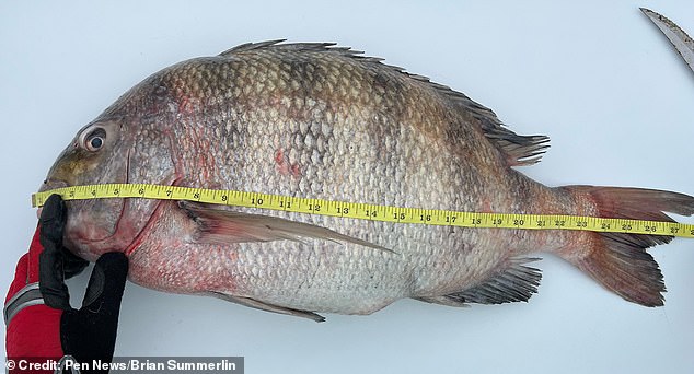 Weighing a whopping 16.6 pounds, it broke the previous Maryland record of 14.1 pounds from August 2020, dwarfing the average sheepshead weight of 3 to 4 pounds.