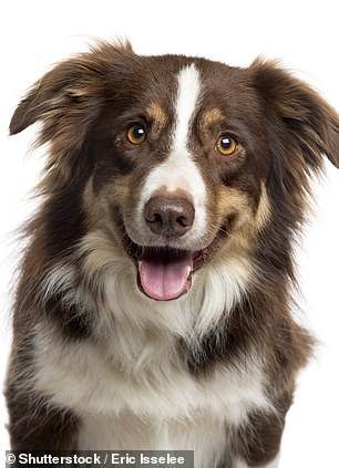 According to the researchers, dogs with one plain face are perceived as more expressive than dogs with multi-colored faces