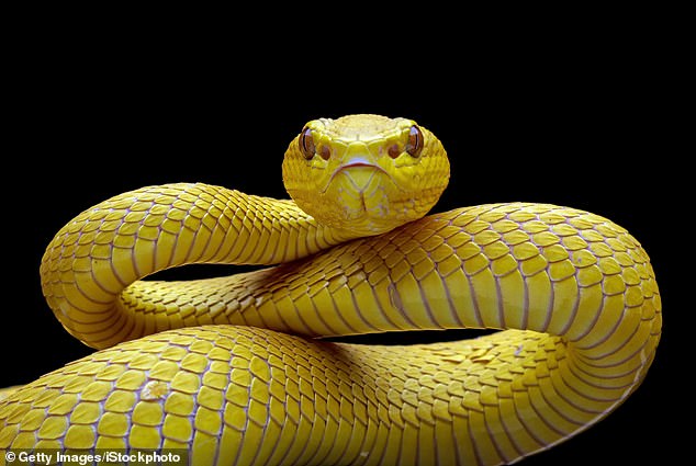 Researchers believe snake venom helps prevent blood clots, which could reduce the risk of heart attacks in the long term