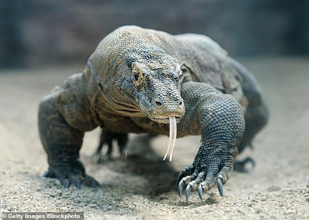 Komodo dragon venom could reduce the risk of blood clots and strokes